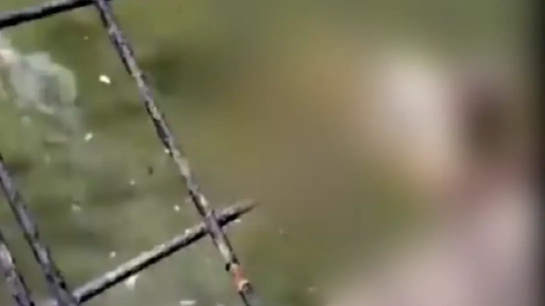 Wildlife worker dies after being mauled by crocodile in front of visitors