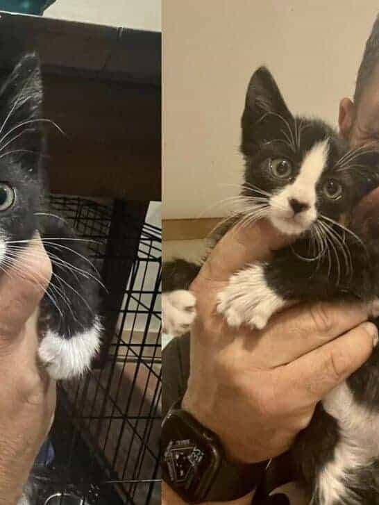 Close up of a scared looking kitten