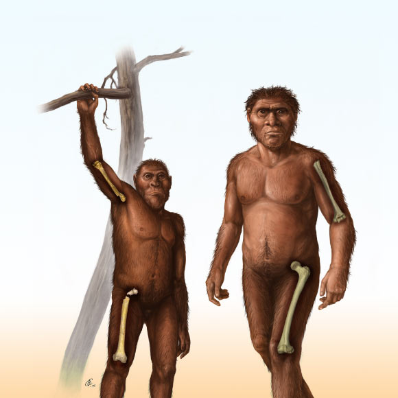 A depiction of an early Homo (right) characterized by relatively greater bone strength of the femur in the thigh compared to the humerus in the arm, and a depiction of an older human ancestor, Australopithecus (left), characterized by more equivalent strength in the bones of the arm and thigh. Image