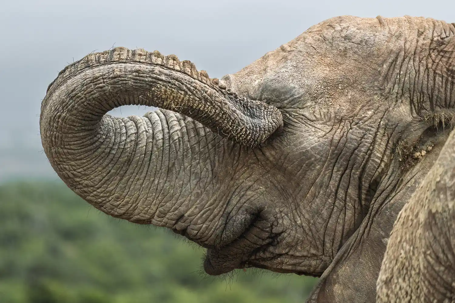 An elephant with its trunk raised near its eye in a natural outdoor setting symbolizing humor for a wildlife context