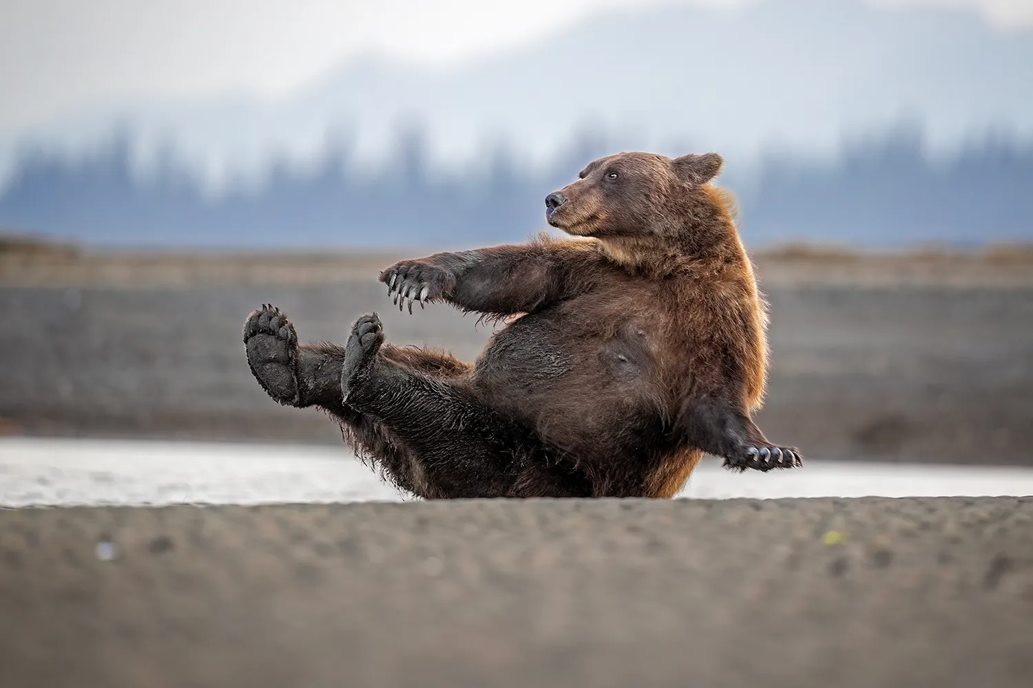 Bear sitting on the ground with its legs up appearing to slide