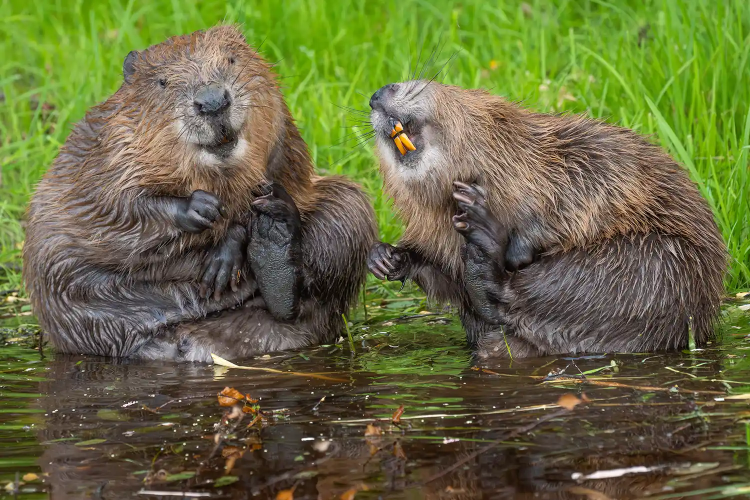 Two beavers in water displaying amusing expressions with grass in the background
